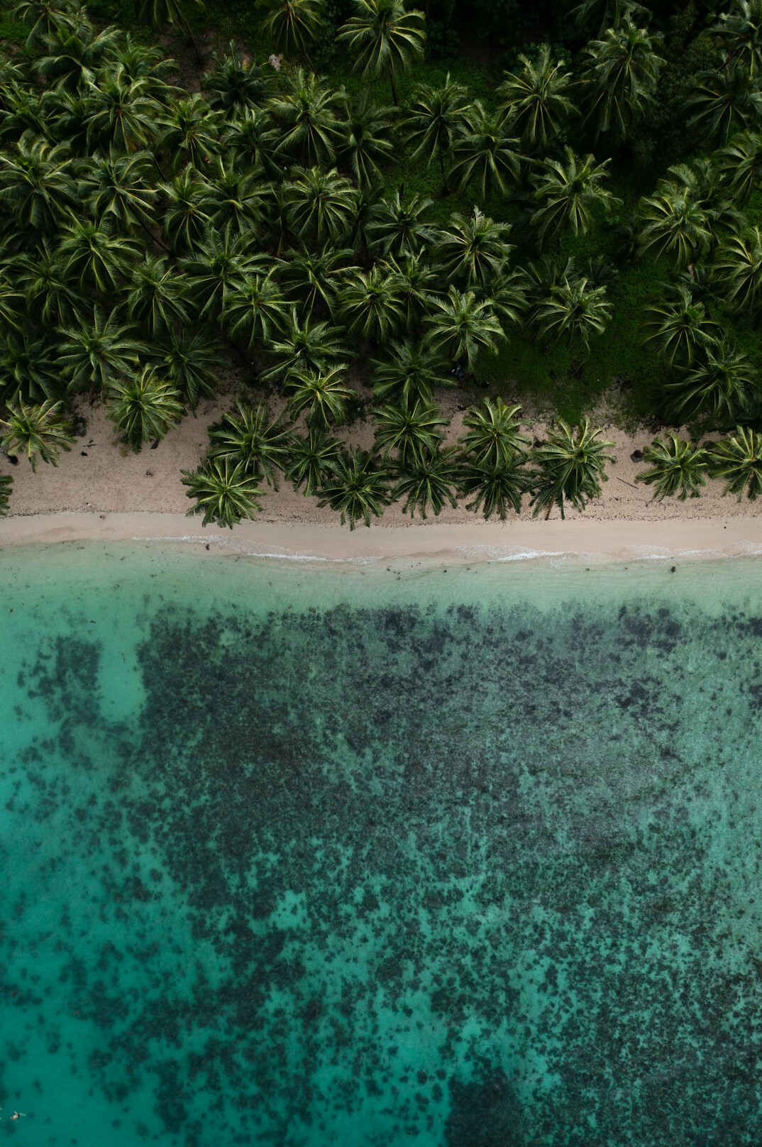 Tropical beach with turquoise water and palm trees